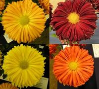 Woolman's Glory Collection - 1 of each colour (4 plants)