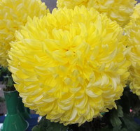 Chrysanthemums Direct  Mid Season Intermediate Varieties