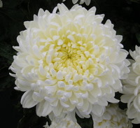 Chrysanthemums Direct  Allouise Series