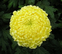 Chrysanthemums Direct  American Beauty Series