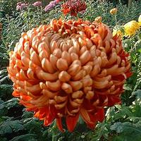 Chrysanthemums Direct  Mid Season Intermediate Varieties