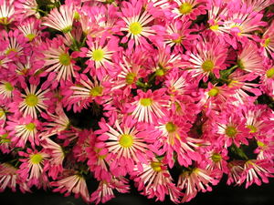 Chrysanthemums Direct  Growing instructions for Late Spray