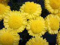 Chrysanthemums Direct  Early Spray  Anemone