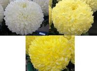 Billy Bell Collection - 1 of each colour (3 plants)