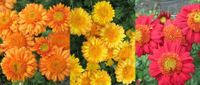 Goodlife Sombrero Collection - 1 of each colour (3 plants)