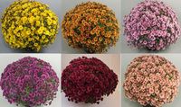 Branpetit Collection - 1 of each colour (6 plants)