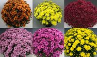 Bransound Collection - 1 of each colour (6 plants)