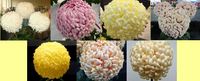 Chessington Collection - 1 of each colour (7 plants)