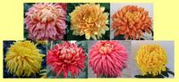 Mayford Perfection Collection - 1 of each colour (7 plants)
