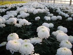 Chrysanthemum American Beauty