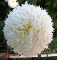 American Beauty Snowball