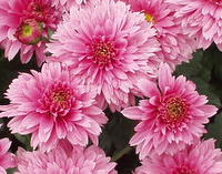 Chrysanthemums Direct - Beppie Series