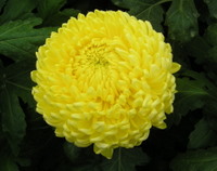 American Beauty Yellow