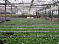 Cuttings ready to plant out