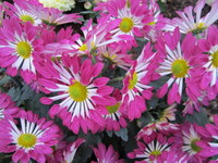 Chrysanthemums Direct - Late Spray