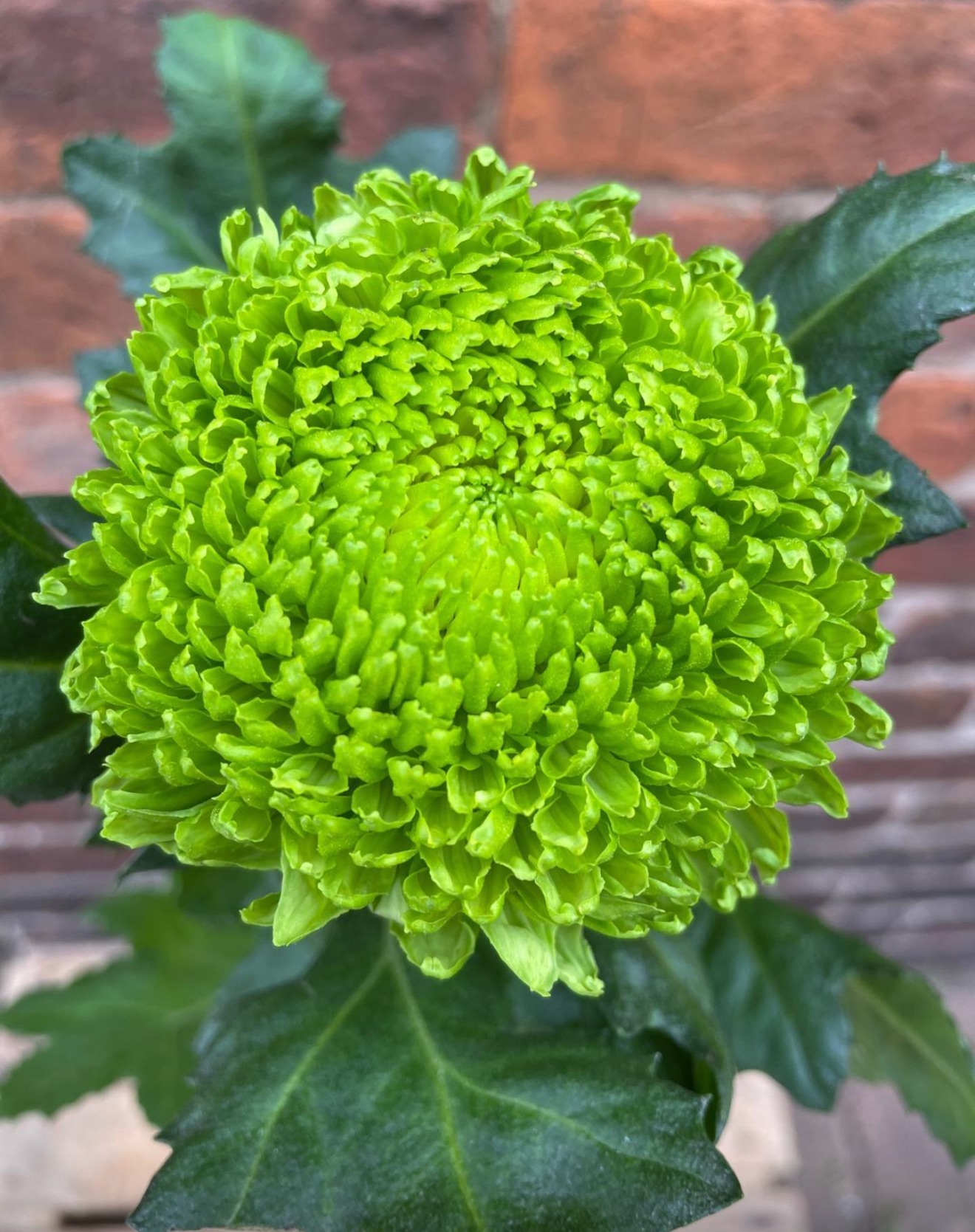 New This Year -Green Mist Incurved