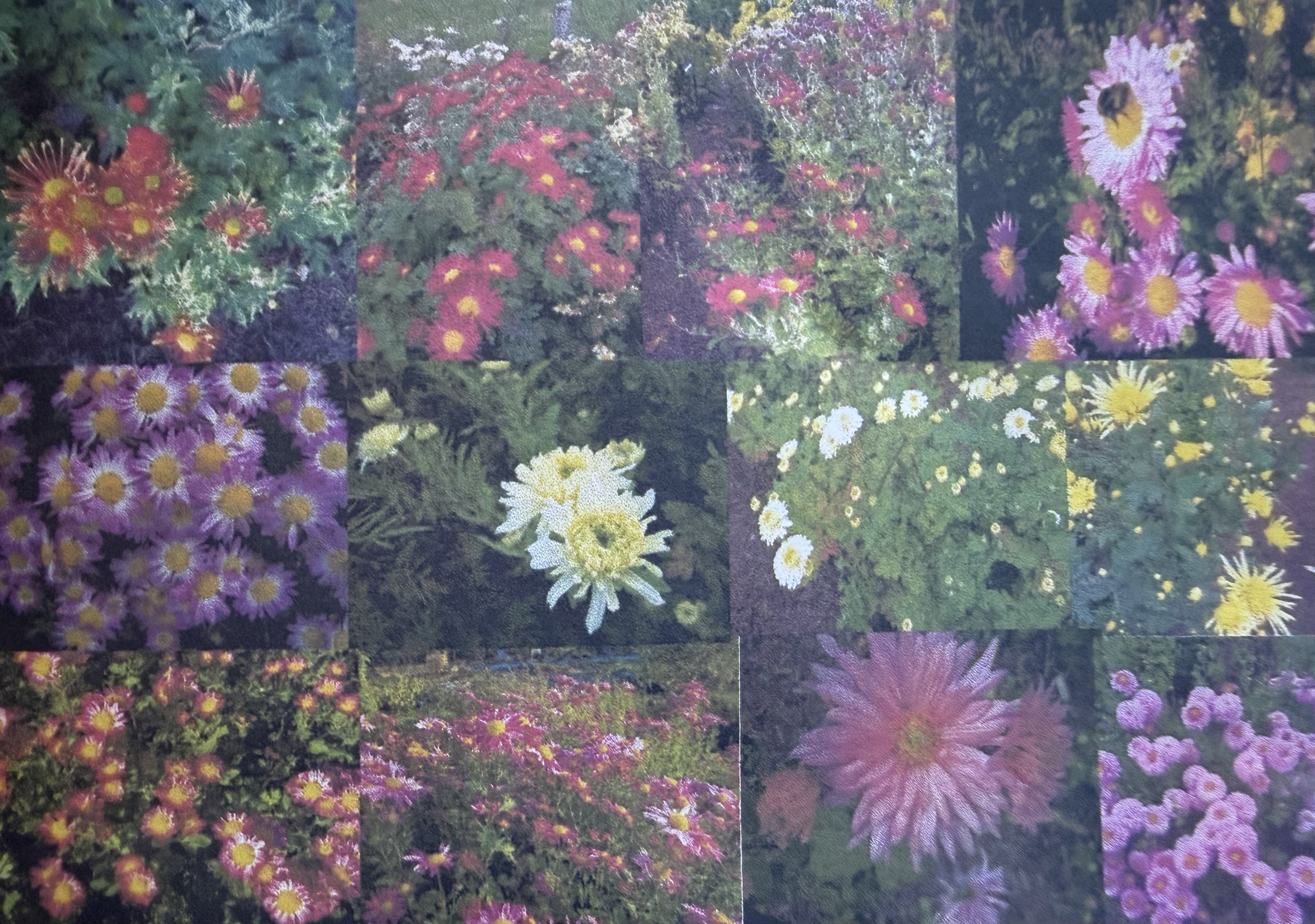New This Year -12 New Hardy Garden Koreans