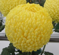 Chrysanthemum Classification